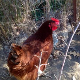 Miss Houdinis Close Call Image